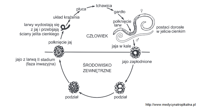Na Schemacie Przedstawiono Cykl Rozwojowy Glisty Ludzkiej W Polsce
