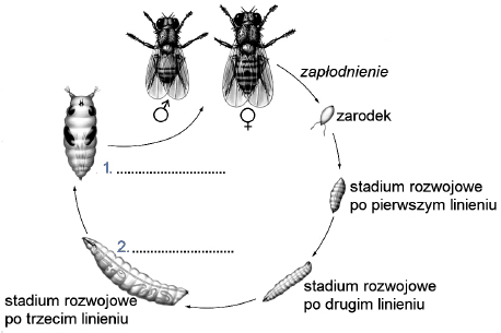 Zadanie 85.