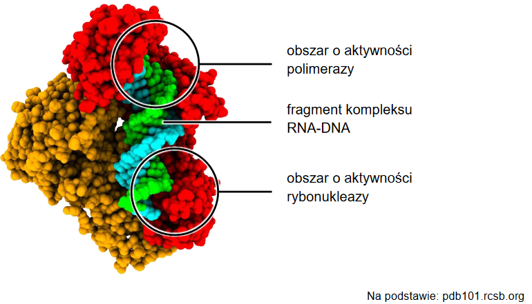 model strukturalny odwrotnej transkryptazy HIV