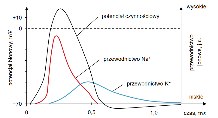 Potencjał czynnościowy komórki