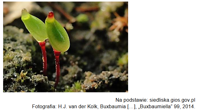 Bezlist (Buxbaumia)- wyjątkowy rodzaj mchów