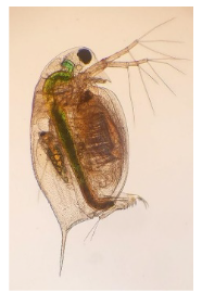 Rozwielitka pchłowata – Daphnia pulex