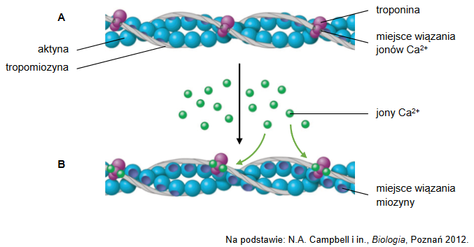 Mechanizm Skurczu mięśnia