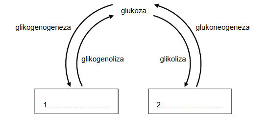 Regulacja stężenia glukozy w osoczu krwi