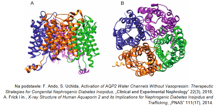 Akwaporyna – białko transportujące wodę przez błonę komórkową