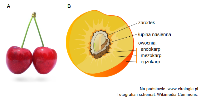 mezokarp i endokarp