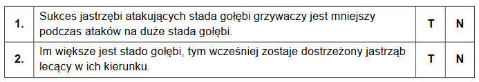 gołębie grzywacze i ich drapieżnicy – jastrzębie